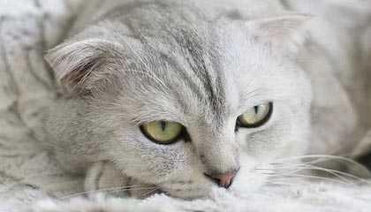 kaiyun体育-史上最贵足球给钱不卖 贝利老马梅西克圣贝皇签名